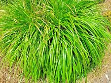 Lemongrass 200 seeds for sale  Greenville