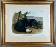 Black silver fox for sale  Arlington