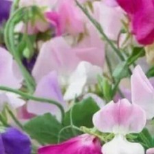 sweet pea plug plants for sale  ABINGDON