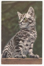 Katzen süße katze gebraucht kaufen  Stollberg, Niederdorf
