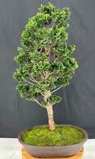 Trained hinoki cypress for sale  Patchogue