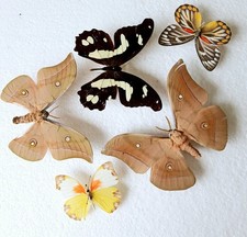 Moth butterfly collection for sale  SLEAFORD