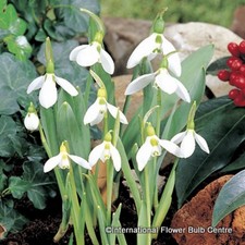 Galanthus elwesii pack for sale  KIDLINGTON