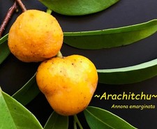 Arachitchu annona emarginata for sale  Waialua