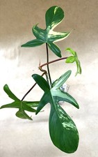 Variegated philodendron florid for sale  Cedar Park
