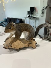 Beautiful squirrel taxidermy for sale  TADWORTH