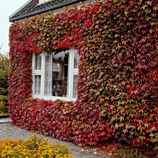 Virginia creeper parthenocissu for sale  BEDFORD
