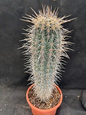 Pachycereus pringlei vivaio usato  Massafra