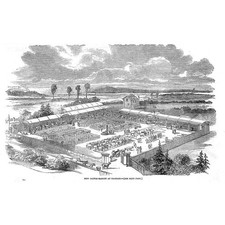 Croydon new cattle for sale  GLASGOW