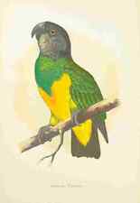 Photo lydon parrots for sale  UK