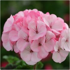 Geranium horizon apple for sale Geranium horizon apple for sale  LINCOLN