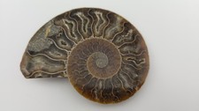 Polished ammonite fossil for sale Polished ammonite fossil for sale  ANDOVER