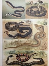 Riginalgrafik fauna reptilien gebraucht kaufen  Berlin