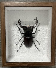 beetle chassis for sale  BROADSTAIRS