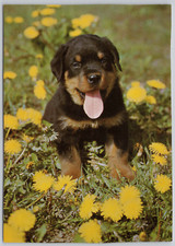 Dog rottweiler puppy d'occasion  Expédié en Belgium