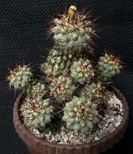 Kakteen kaktus copiapoa gebraucht kaufen  Würselen