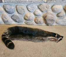 Vtg tanned raccoon for sale  Ephraim