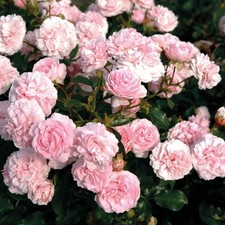 Rosa urban streetlight d'occasion  Pouzauges