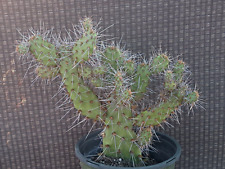 Consolea millspaughii cactus for sale  USA