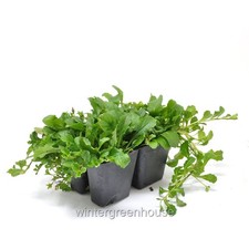Mazus reptans purple for sale  Winter