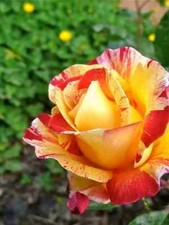 Semi rosa righe usato Semi rosa righe usato  Trappeto