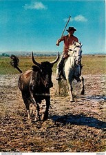 Animaux chevaux camargue d'occasion  Fruges