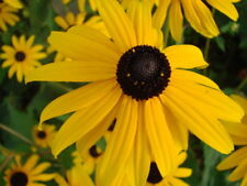 300 graines fleurs d'occasion 300 graines fleurs d'occasion  Clermont-Ferrand-