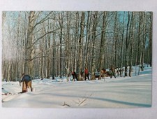 Postcard maple sugar for sale  Boyertown