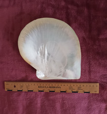 Grosse perlmutt pinctada gebraucht kaufen Grosse perlmutt pinctada gebraucht kaufen  Grevenbroich