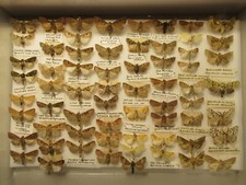 Box specimen british for sale  WIGTON