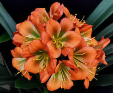 Clivia green rodney d'occasion  Basse-Goulaine