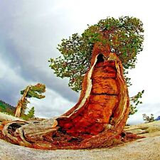 Bristlecone pine seeds for sale  Lincolnton