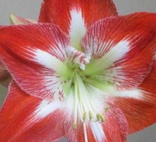Large amaryllis fantastica for sale  Houma