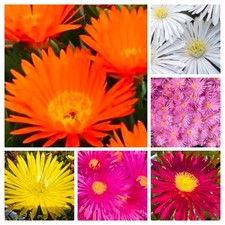 10x organic mixed for sale  PLYMOUTH
