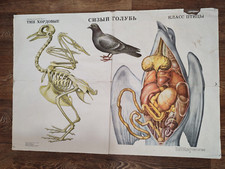 ESTRANHAS ORNITOLOGIA POMBO PÔSTER VINTAGE ORIGINAL PÁSSAROS DECORAÇÃO DE PAREDE comprar usado  Enviando para Brazil
