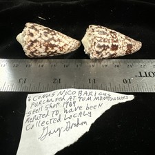 Seashells conus nico for sale  Warner Robins