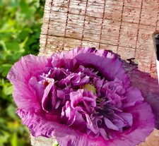 660 violetta blush for sale  Spring Branch