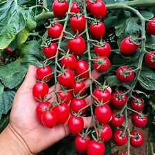 200pcs waterfall tomato for sale  Staten Island