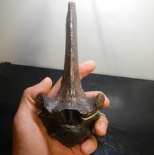Fossil elk wapiti for sale  Kansas City