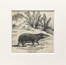 Tenrec print c.1880 for sale  NORWICH