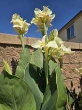 exotic canna plant plants for sale exotic canna plant plants for sale Riverside