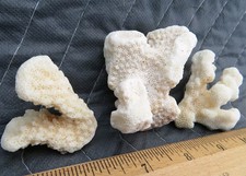 White coral chunks for sale  Westland
