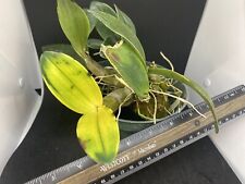 dendrobium orchids for sale  Santa Barbara