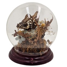 Taxidermy glass dome for sale  MANCHESTER