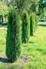 Juniperus communis compressa for sale  Silverton