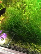 Teichlebermoos aquarium gebraucht kaufen  Bautzen