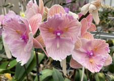 Tajwan Orchidea Phalaenopsis Tęczowy taniec Duże usta Peloric na sprzedaż  Wysyłka do Poland