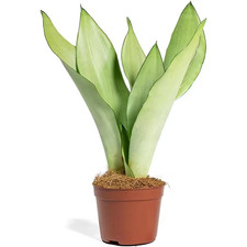 Silver snake plant for sale  Boston