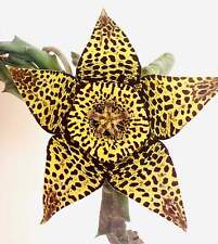 Stapelia (pecado. Orbea) variegata 10-15cm -, usado comprar usado  Enviando para Brazil