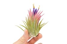 Large tillandsia ionantha for sale  Saint Augustine